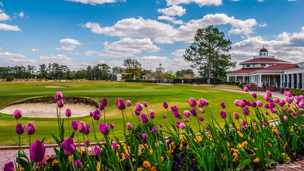 Beautiful tulips in bloom at Pinehurst Resort in North Carolina