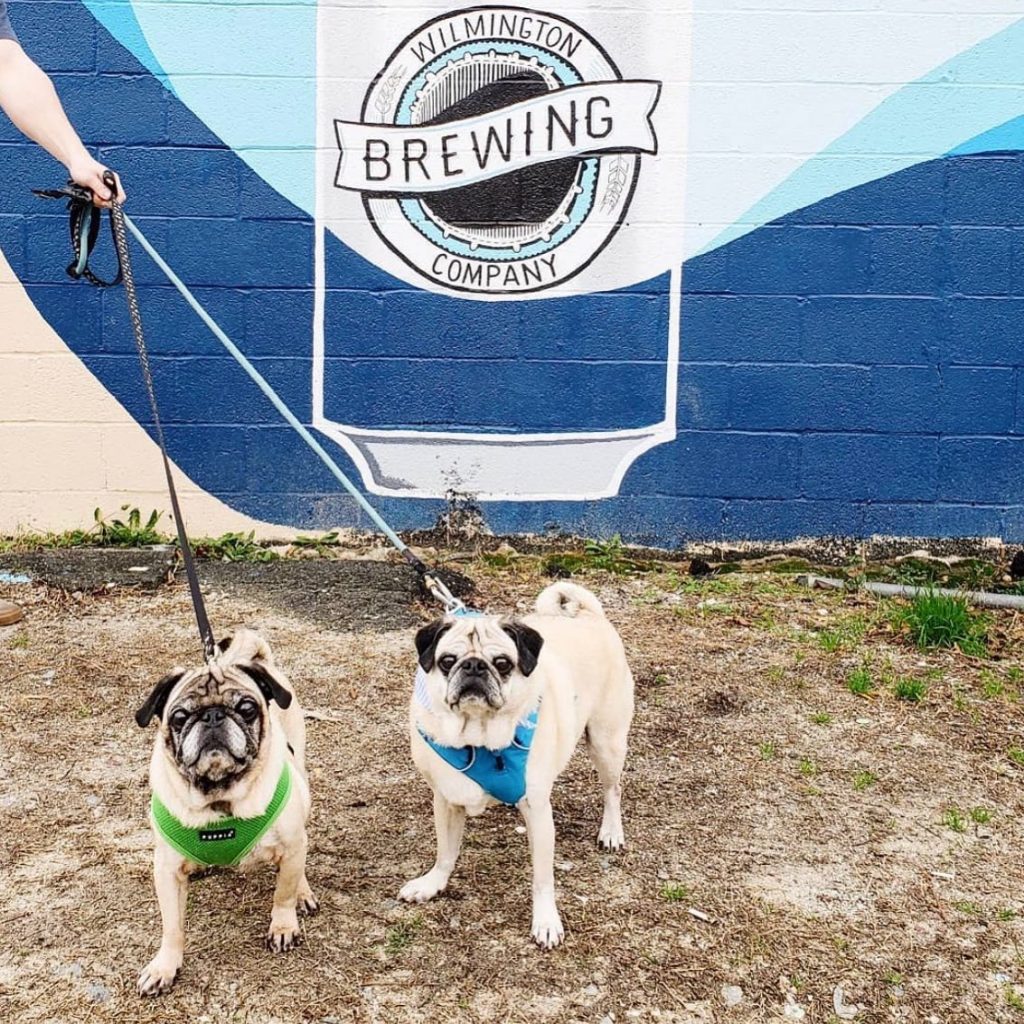 A couple small dogs hanging outside of Wilmington Brewing Company.