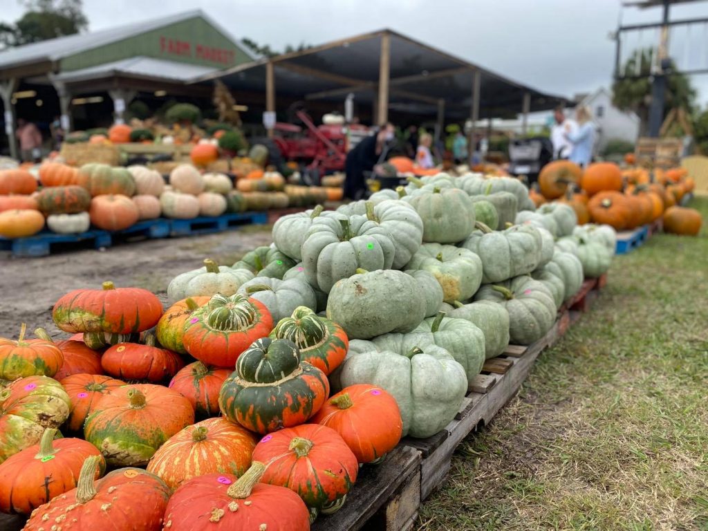 Row of stacked orange and white pumpkins located at Bigger's Market pumpkin patches.