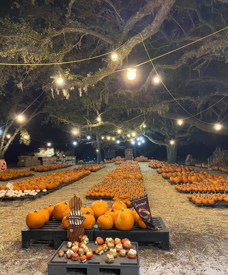 A few rows of orange pumpkins and outdoor lights hanging from the trees located at Hampstead United Methodist Church's pumpkin patches.